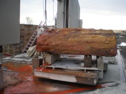 Petrified Wood Speciman